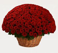 251 Премиум красная роза в Белоомуте Премиум букет из: Розы в Белоомуте